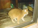 American Shorthair