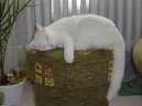 British shorthairs cat
