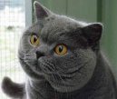 British shorthairs cat