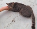 Singapore cat