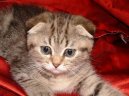 Scotish fold cat