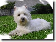 West Highland White Terrier