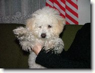 Bichon  poil fris, Bichon Frise
