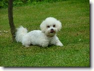 Bichon  poil fris, Bichon Frise
