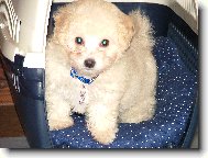 Bichon  poil fris, Bichon Frise