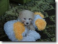 Bichon  poil fris, Bichon Frise