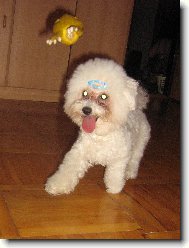 Bichon  poil fris, Bichon Frise
