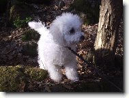 Bichon  poil fris, Bichon Frise