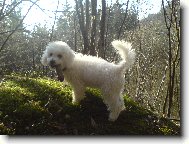Bichon  poil fris, Bichon Frise