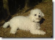 Bichon  poil fris, Bichon Frise