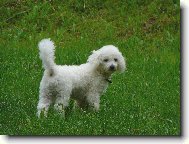 Bichon  poil fris, Bichon Frise