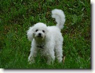 Bichon  poil fris, Bichon Frise