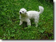 Bichon  poil fris, Bichon Frise