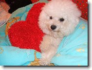 Bichon  poil fris, Bichon Frise