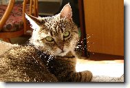 European Shorthair (Cat)