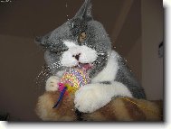 British Shorthair (Cat)