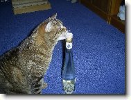 British Shorthair (Cat)