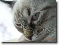Neva cat, Neva Masquarade