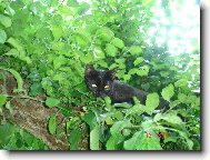 European Shorthair Cat